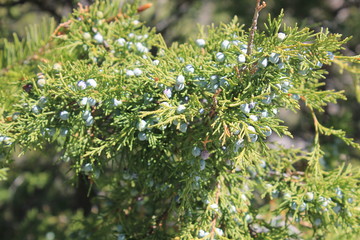 cedar 