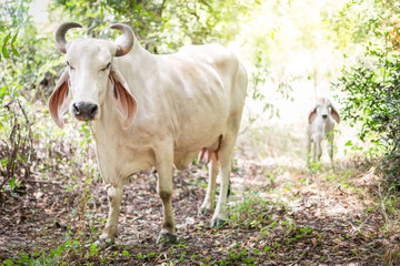 Naklejka na ściany i meble American Brahman cattle in abundant natural farms
