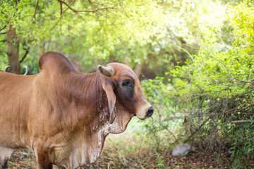 American Brahman cattle in abundant natural farms