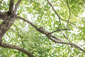 The natural background of colorful leaves, seasonal deciduous (orange, yellow, green, light green) is the beauty of the ecological system.
