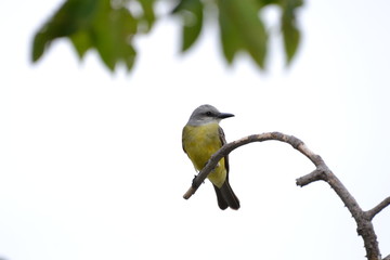bird on a branch