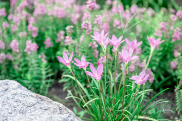 Natural background of garden decoration, green shrub decoration to be beautiful, as a point of...