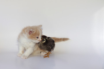 Kitten and Baby Chick Snuggling Together