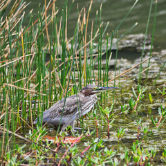 Juvenile Black Crowned Night Heron in Reeds in Aruba