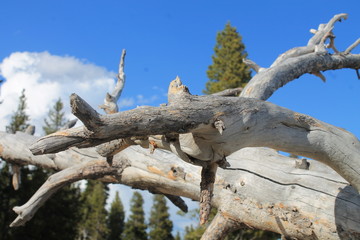 Drift wood pile