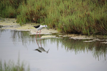 Stilt in the lake