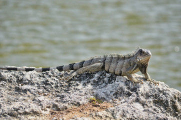 Black and White Iguana on Beach in Aruba
