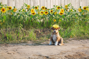 The puppy is sitting on the background of a wooden fence and growing sunflowers. Dog at the cottage in the summer season. Pet in the garden - 272557586