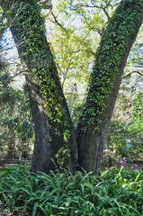 Fern and Vine Covered Tree Trunks Forming a Vee