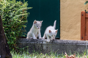 Fototapeta premium cats on fence