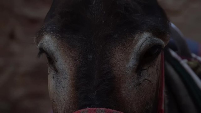 Donkey face, vertical video pan. Donkey from Pedra, Jrdan