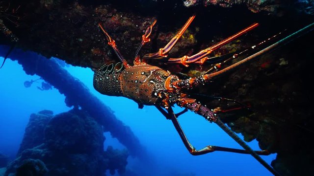 小笠原固有種のアカイセエビ
