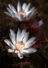 Columbia River Gorge Wild Flowers - Lewis and Clark Trail of Discovery