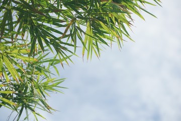 bamboo leaf on blue sky