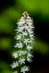 Columbia River Gorge Wild Flowers - Lewis and Clark Trail of Discovery
