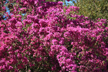 flowers in the garden