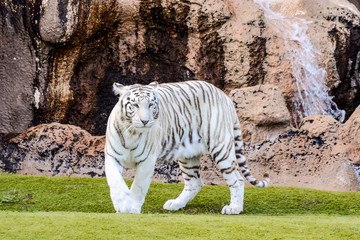 Rare White Striped Wild Tiger