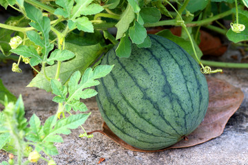 young small watermelon fruit growing in the garden