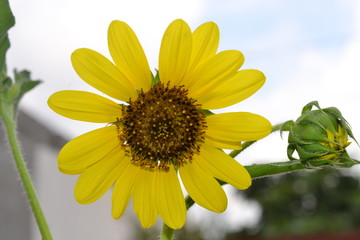 false sunflower