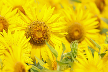 鮮やかな黄色の花が美しい夏のヒマワリ