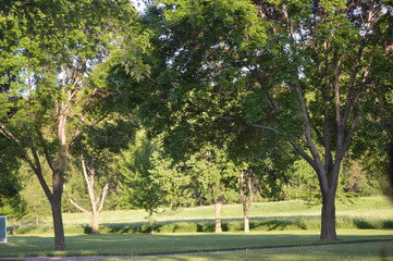 trees in the park