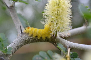 caterpillar on branch