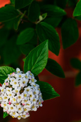Close up of koreanspice viburnum (viburnum carlesii). White Koreanspice flowers. Macro photo of white flowers. White flowers in spring time.