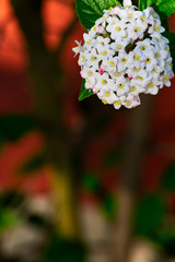 Close up of koreanspice viburnum (viburnum carlesii). White Koreanspice flowers. Macro photo of white flowers. White flowers in spring time.