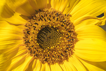 Obraz premium yellow sunflower blooming. macro view. natural floral background