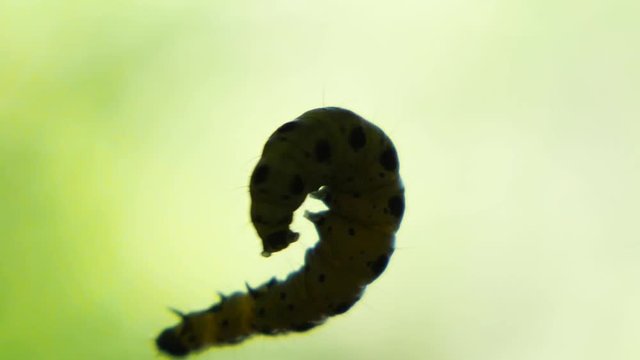 Macro shot of a green caterpillar. hovering on a tiny string in slow motion.