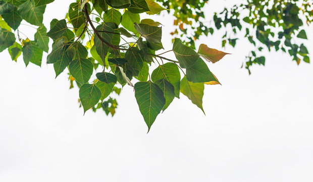 Bodhi tree leave on white background