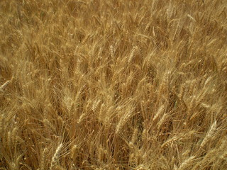 golden wheat field