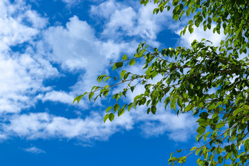 leaves and sky