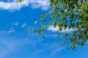 green leaves and blue sky