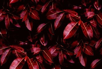 Closeup fresh tropical red leaves pattern background for the autumn leaves textured and wallpaper 