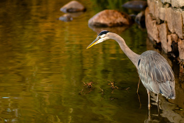 Heron looks for something to eat in the Lost Lagoon, in Vancouver City, in British Columbia, Canada. Ride bicycles, run or walk around, there are always some reasons to go there. Herons are just anoth