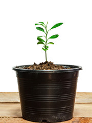 Green young plant growing germination sequence on fertile soil in a plastic pot
