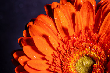 Orange flower