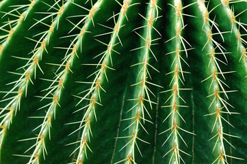 Cactus Close Green Succulent Cactus Plant Sharp Spikes