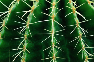 Cactus Close Green Succulent Cactus Plant Sharp Spikes