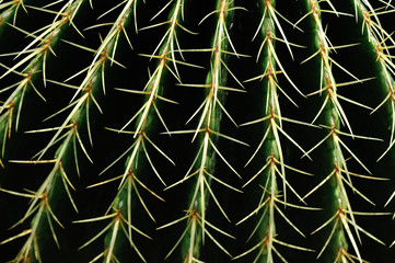 Cactus Close Green Succulent Cactus Plant Sharp Spikes