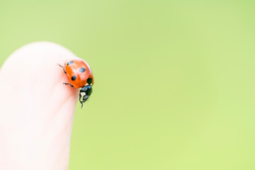 Ladybug on a man's finger on a light background.