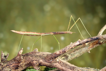 Stick insect or Phasmids (Phasmatodea or Phasmatoptera) also known as walking stick insects, stick-bugs, bug sticks or ghost insect. Stick insect camouflaged on tree. Selective focus, copy space