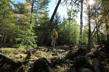 Obraz premium Hiking woman hiker in the sunrise autumn forest