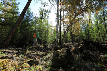 Obraz premium Hiking woman hiker in the sunrise autumn forest