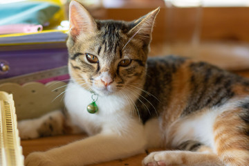 cat relax on wooden table