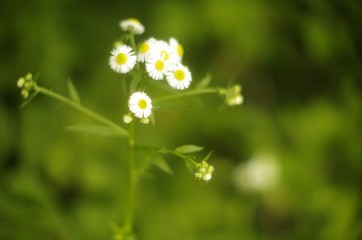 white flowers on green background