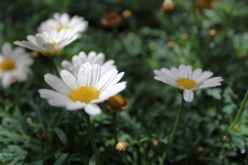 Fototapeta premium Flowers