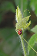 ladybug on a leaf,Cloudy day in Taiwan.