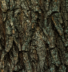 The wood textures